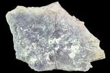 Aetosaur Scute - Chinle Formation, Arizona #88600-1